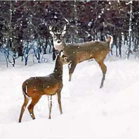 Deer In Winter_optimized